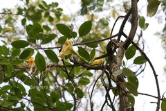 Solandra grandiflora